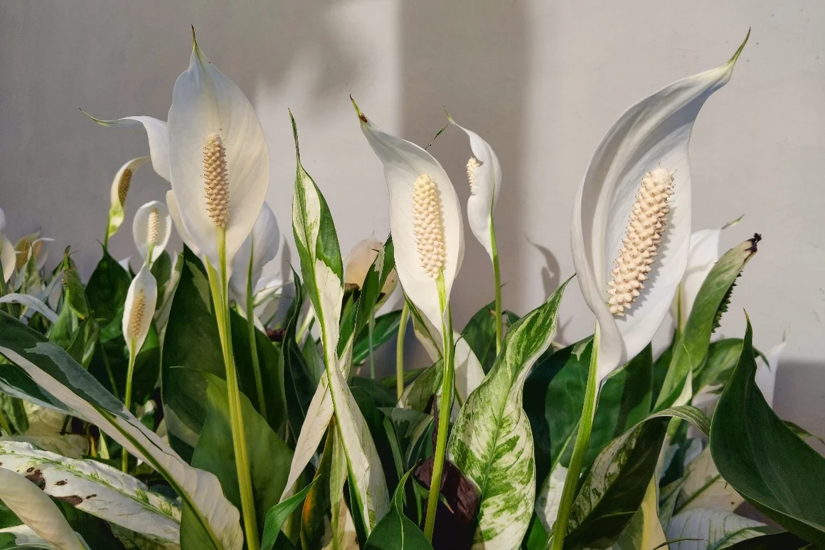 Weiße Lilien in voller Blüte